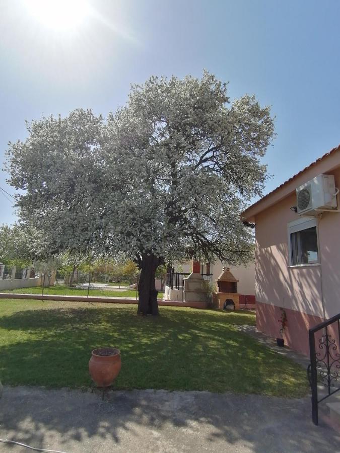 Αξέχαστη Διαμονή - Unforgettable Accommodation Nea Kallikrateia Eksteriør billede